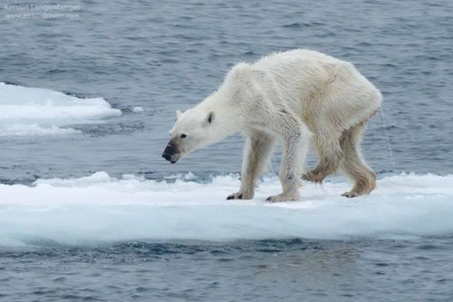 starving-polar-bear-svalbard